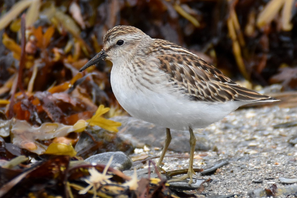 Least Sandpiper - ML641501151