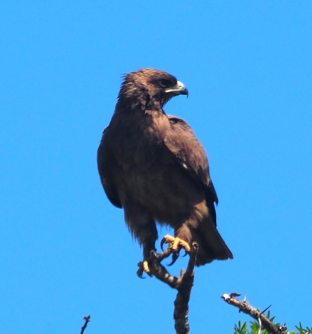 Wahlberg's Eagle - ML641501181