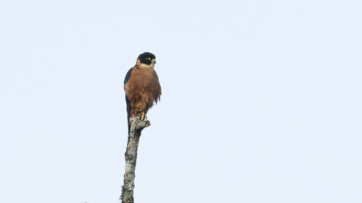 Oriental Hobby - ML641501205