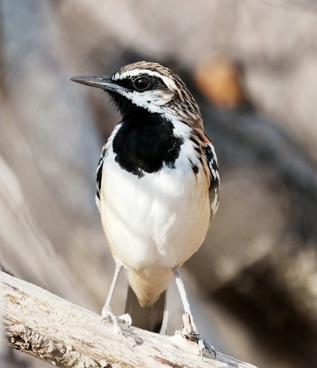 Stripe-backed Antbird - ML641501218