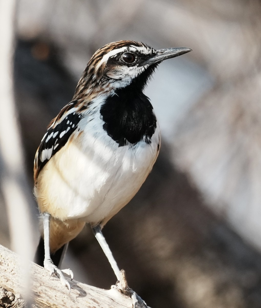 Stripe-backed Antbird - ML641501219