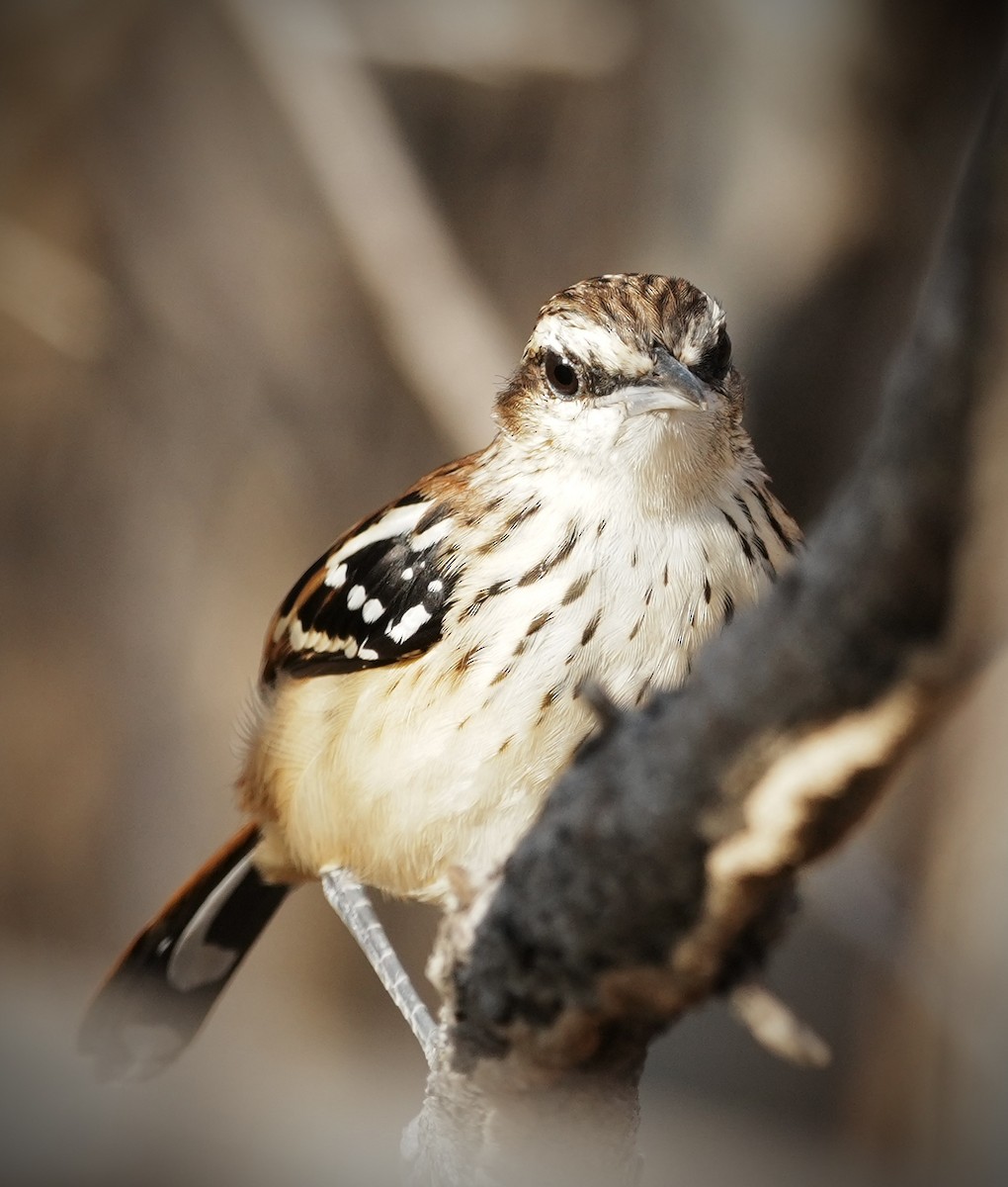 Stripe-backed Antbird - ML641501220