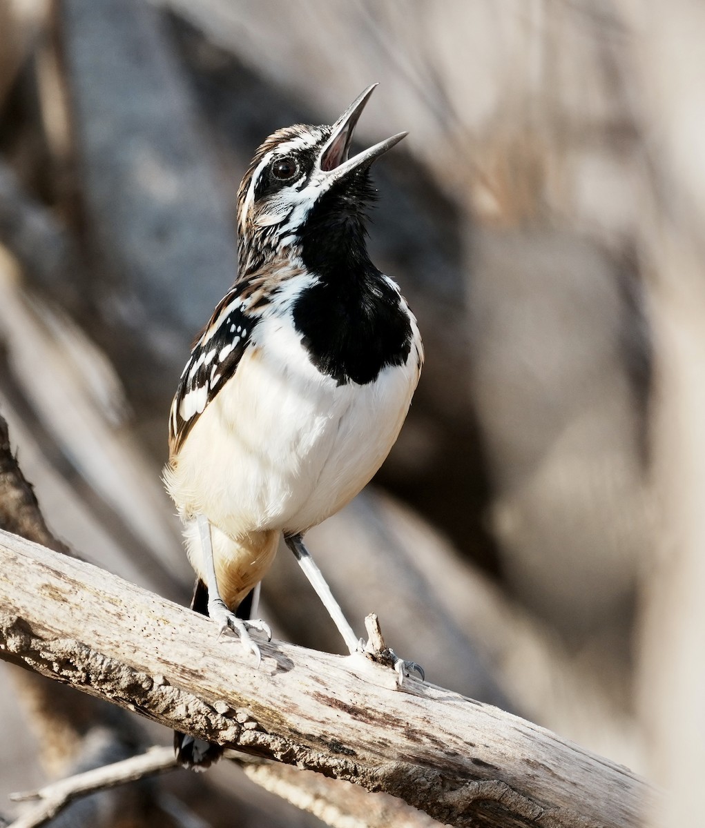 Stripe-backed Antbird - ML641501221