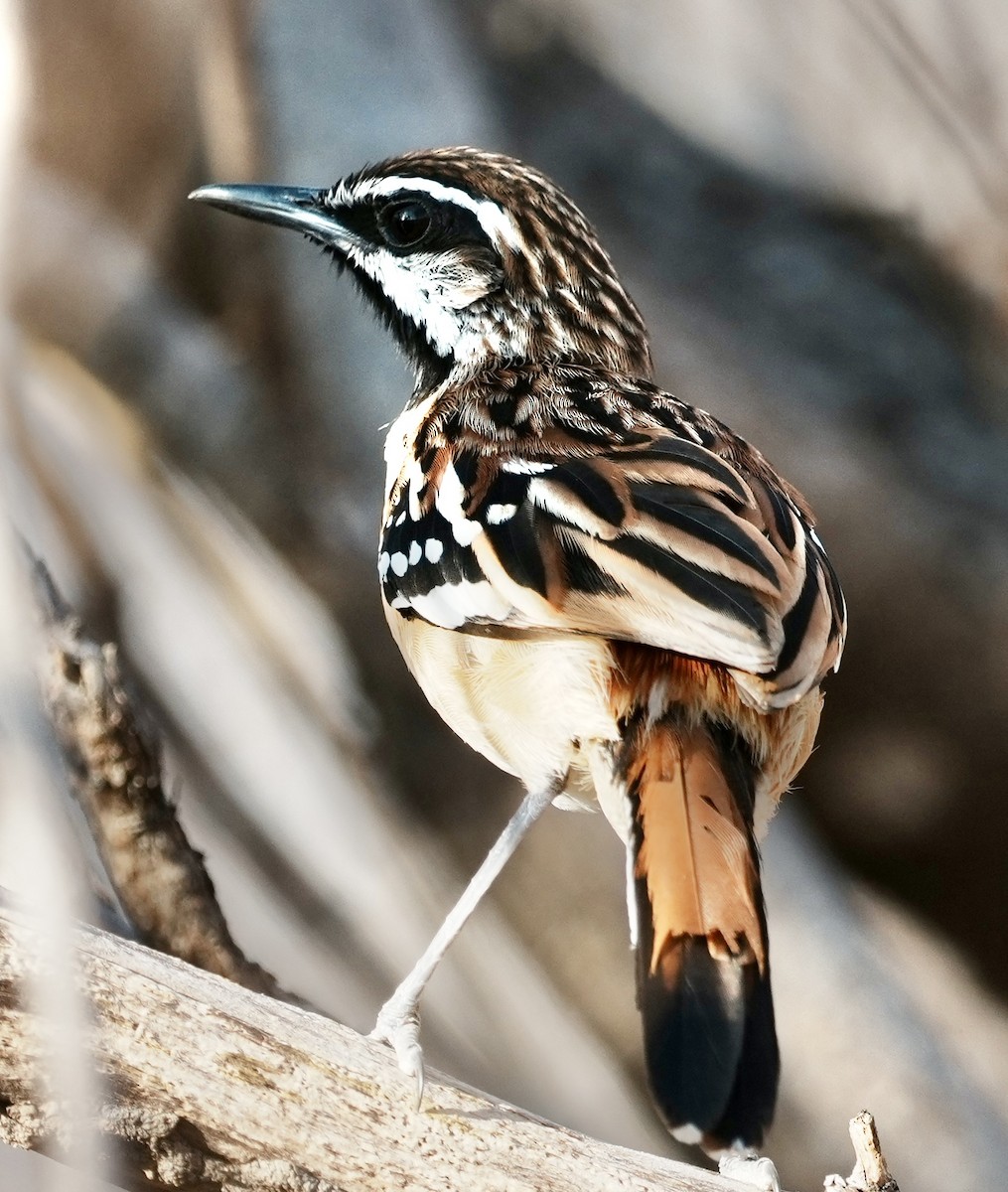 Stripe-backed Antbird - ML641501222