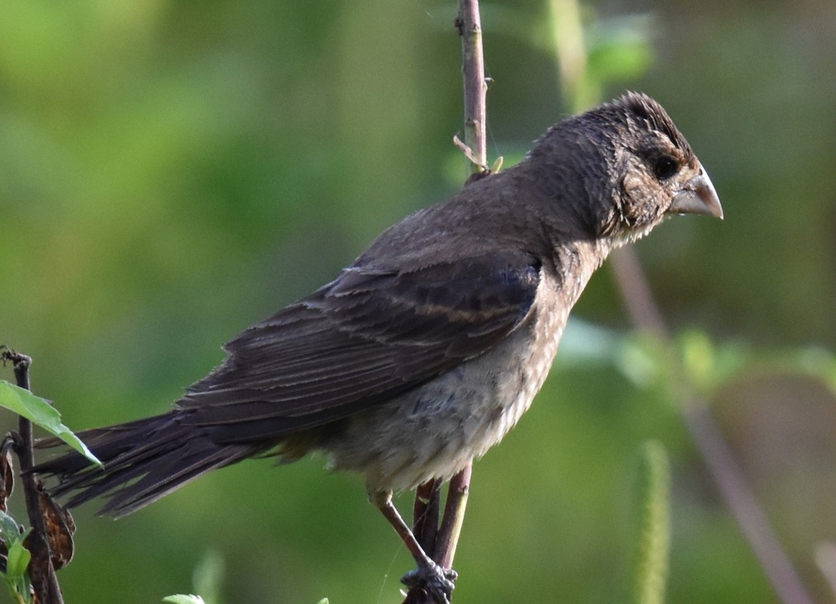 Blue Grosbeak - ML641501229