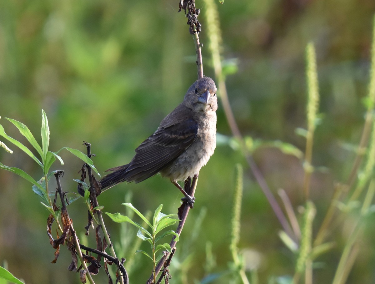 Blue Grosbeak - ML641501230