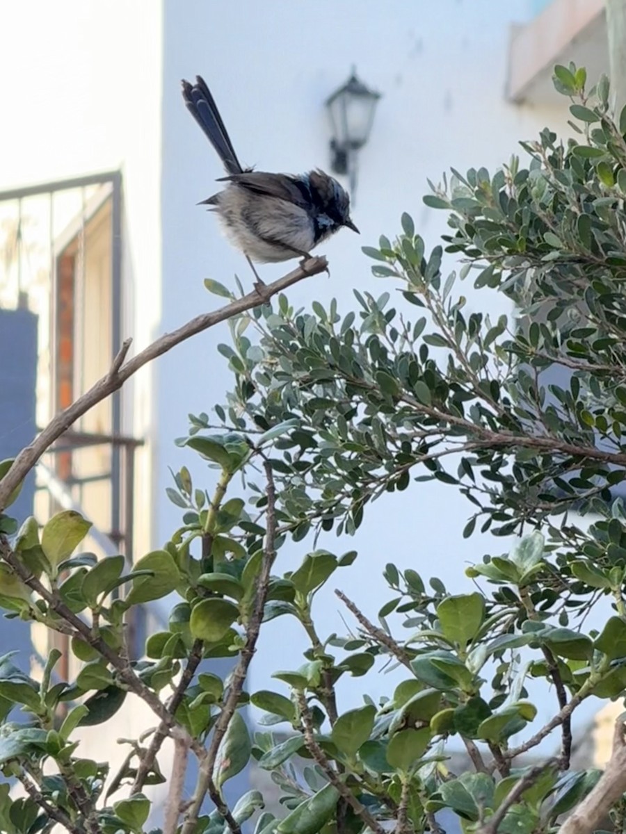 Superb Fairywren - ML641501232