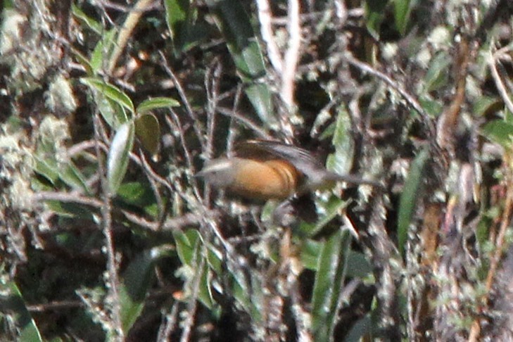 Brown-backed Chat-Tyrant - ML641501240