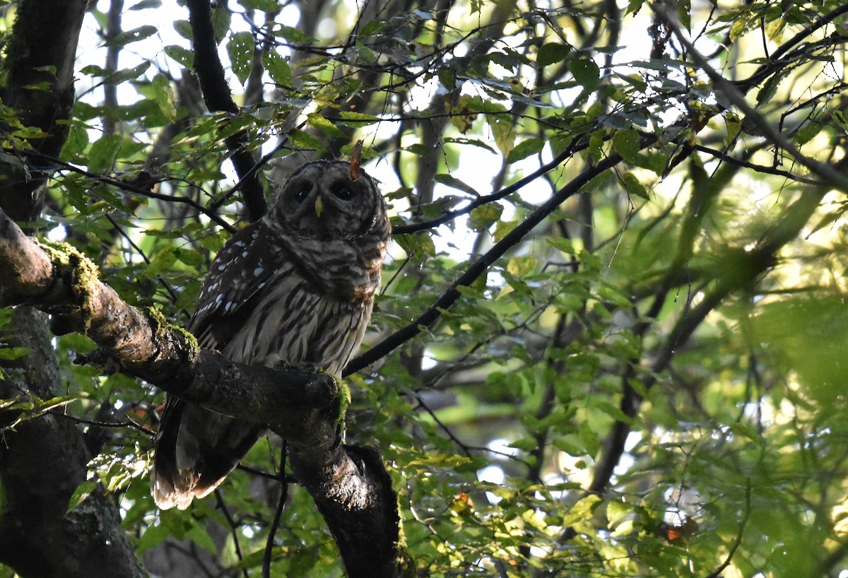 Barred Owl - ML641501250