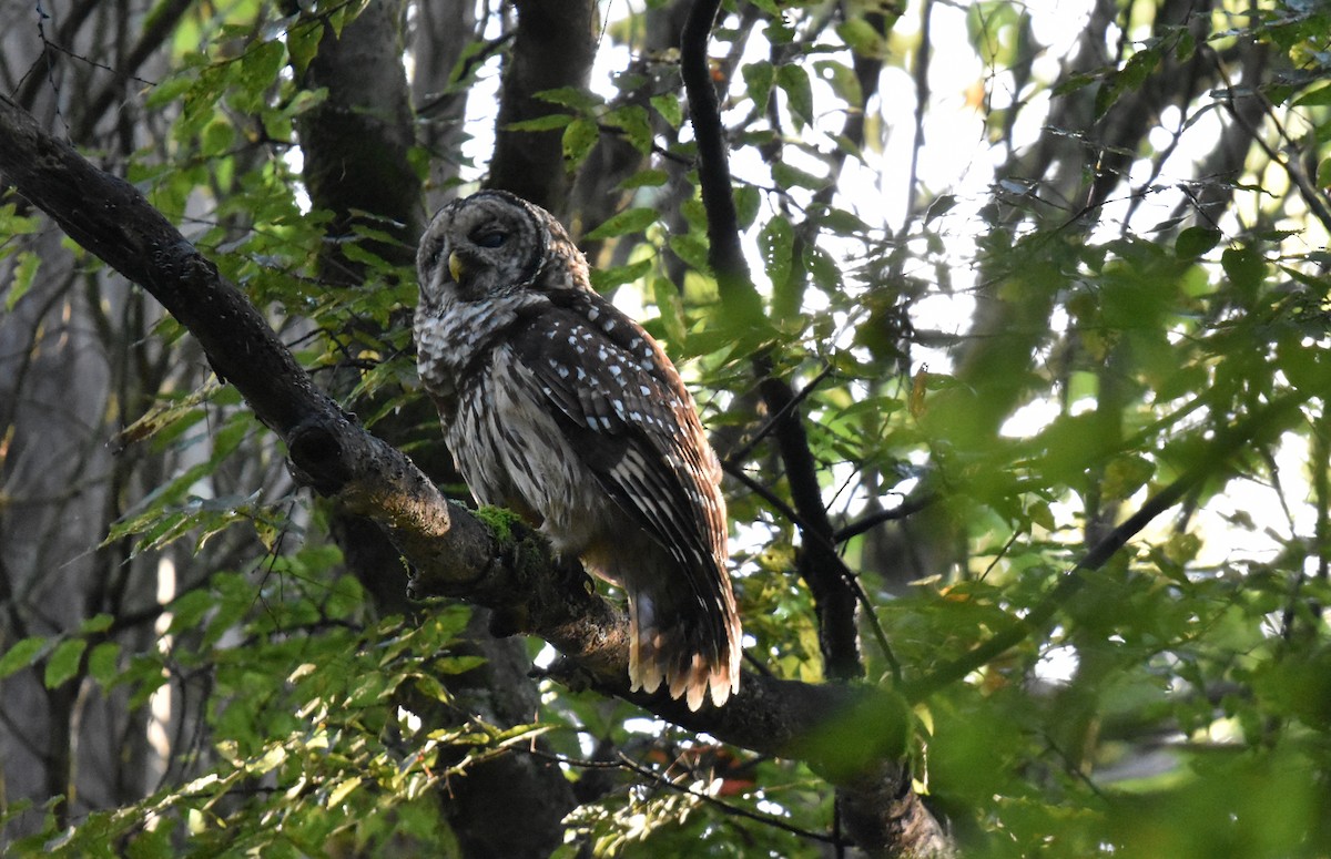 Barred Owl - ML641501251