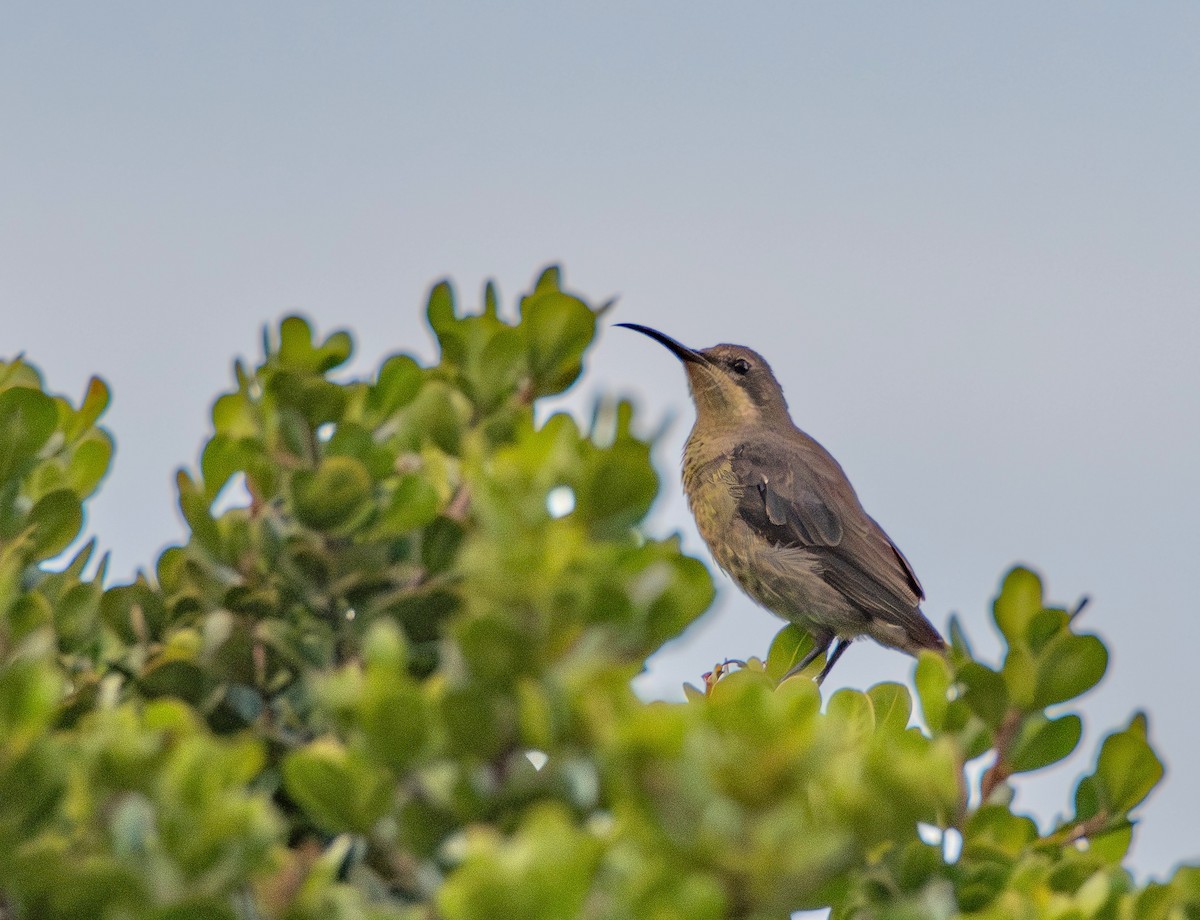 Malachite Sunbird - ML641501252