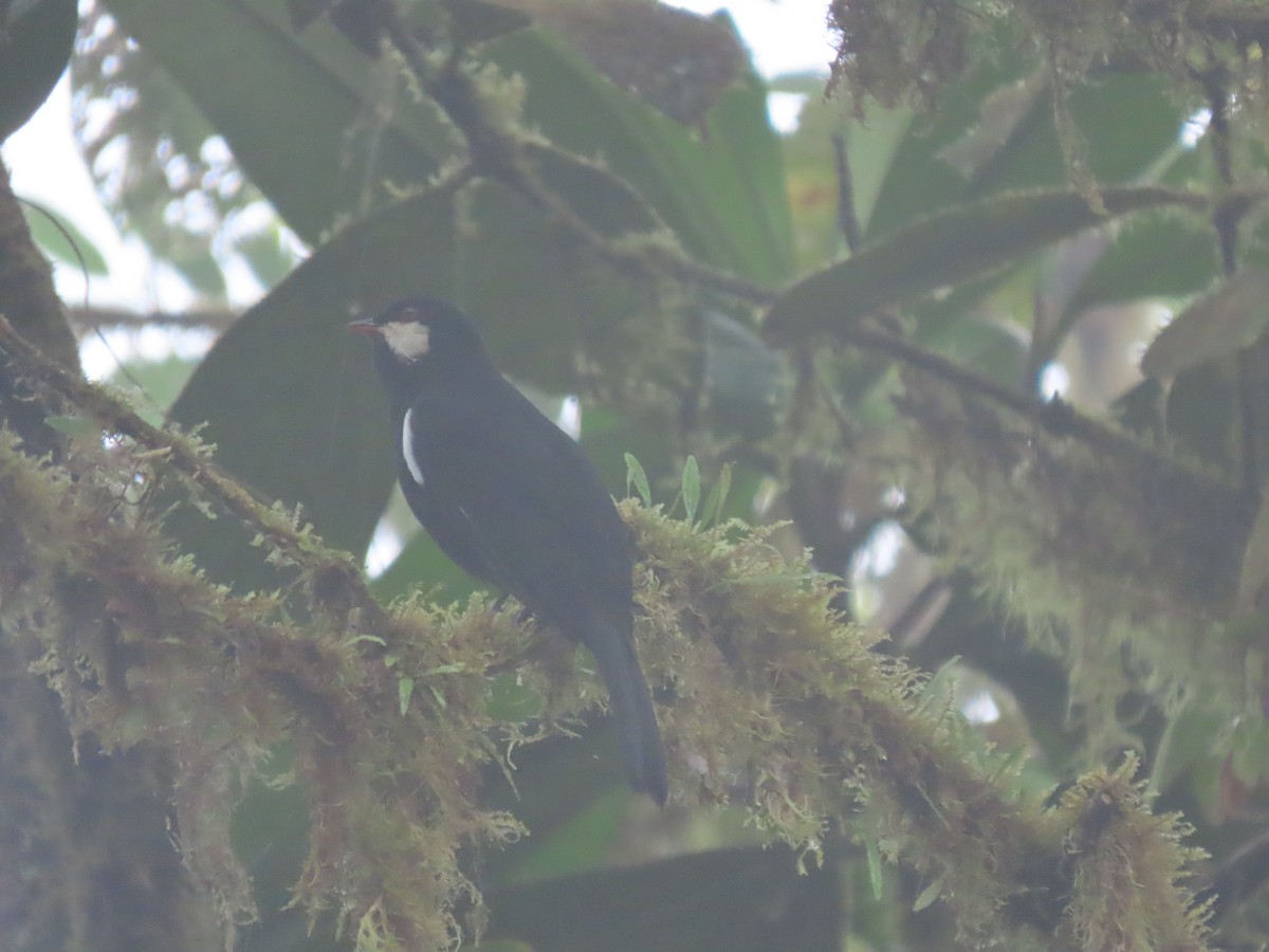 Black Solitaire - ML641501256