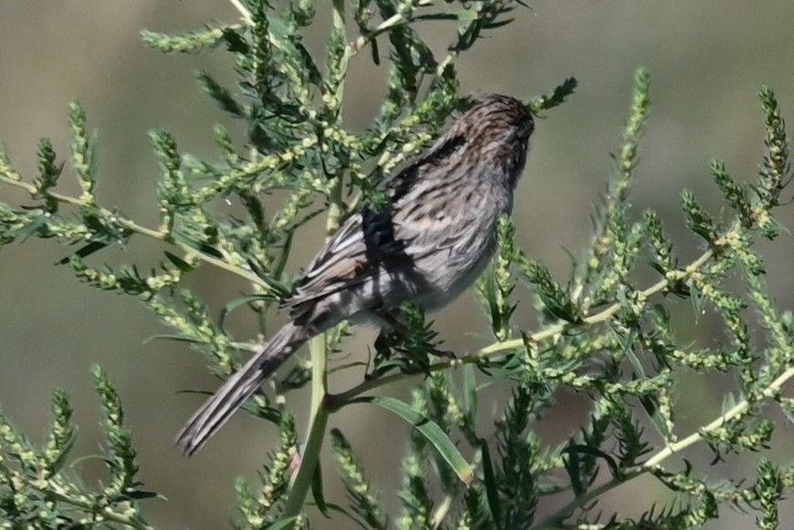 Brewer's Sparrow - ML641501278