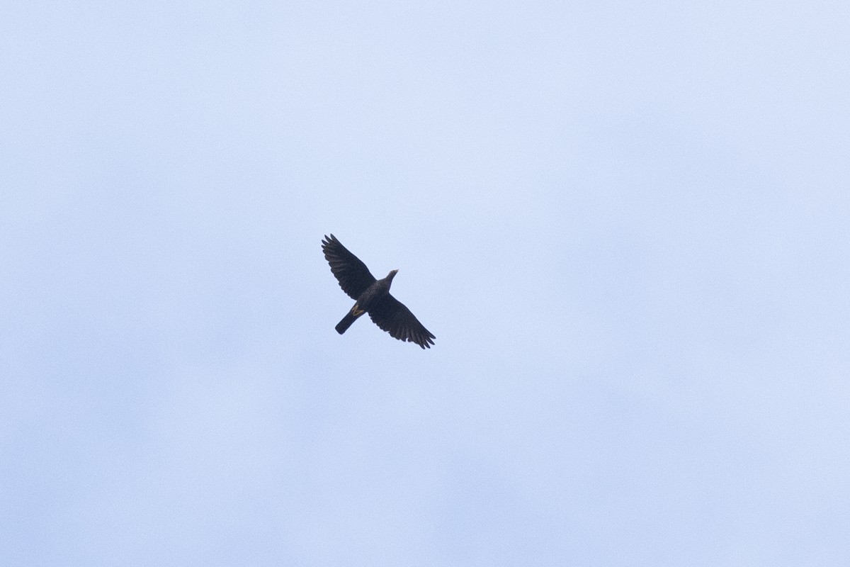 Rameron Pigeon - ML641501287