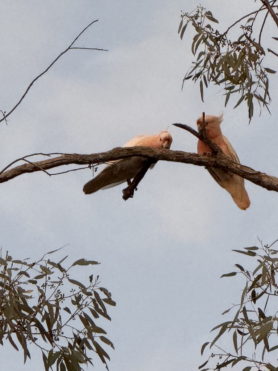 Pink Cockatoo - ML641501290