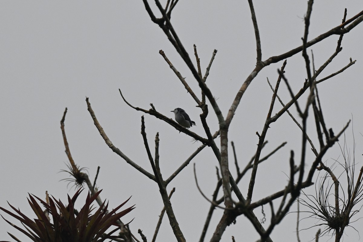 White-browed Gnatcatcher - ML641501292