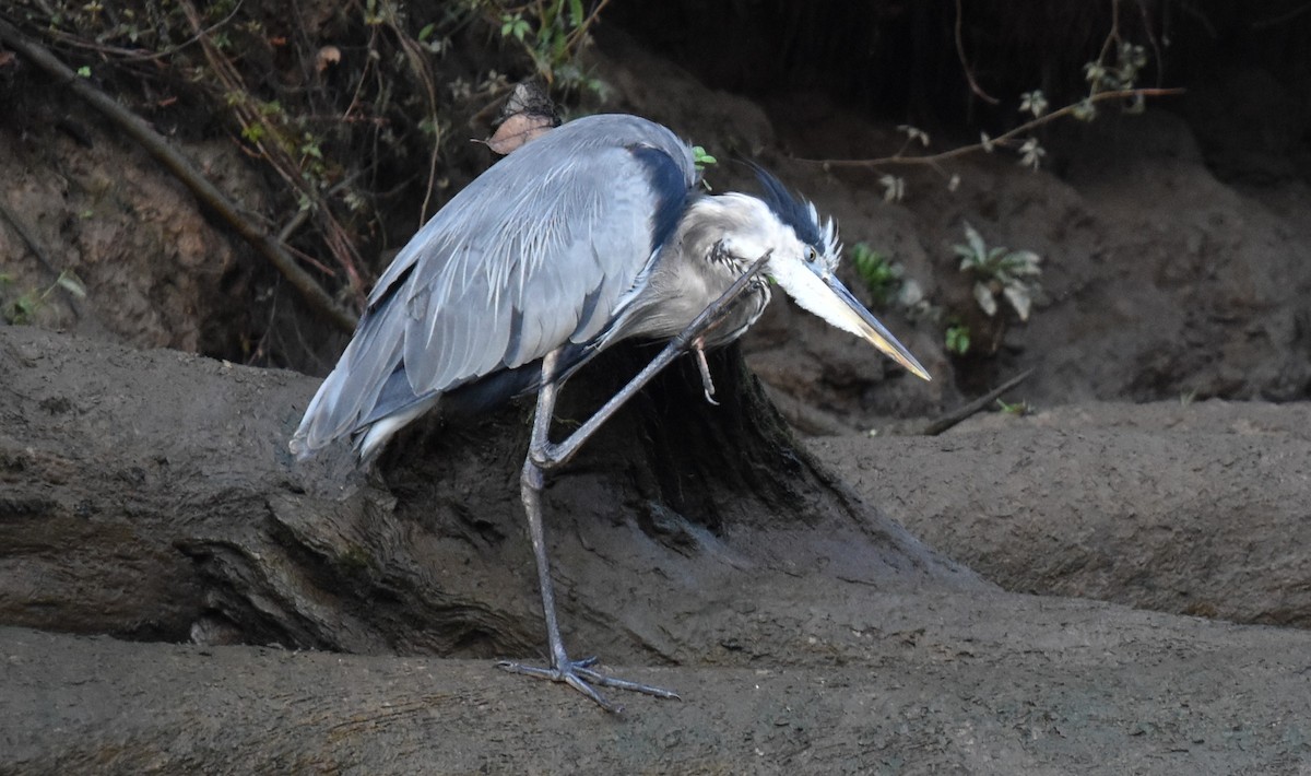 Great Blue Heron - ML641501301