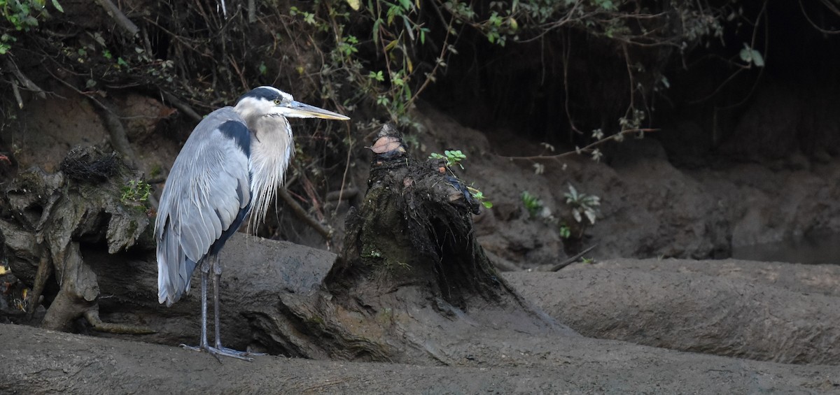 Great Blue Heron - ML641501302
