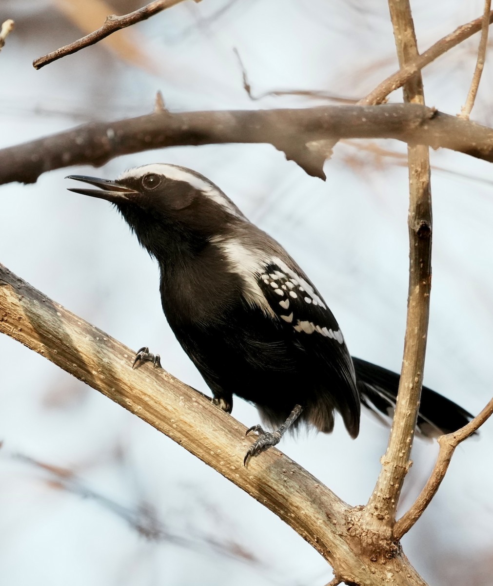 Black-bellied Antwren - ML641501309