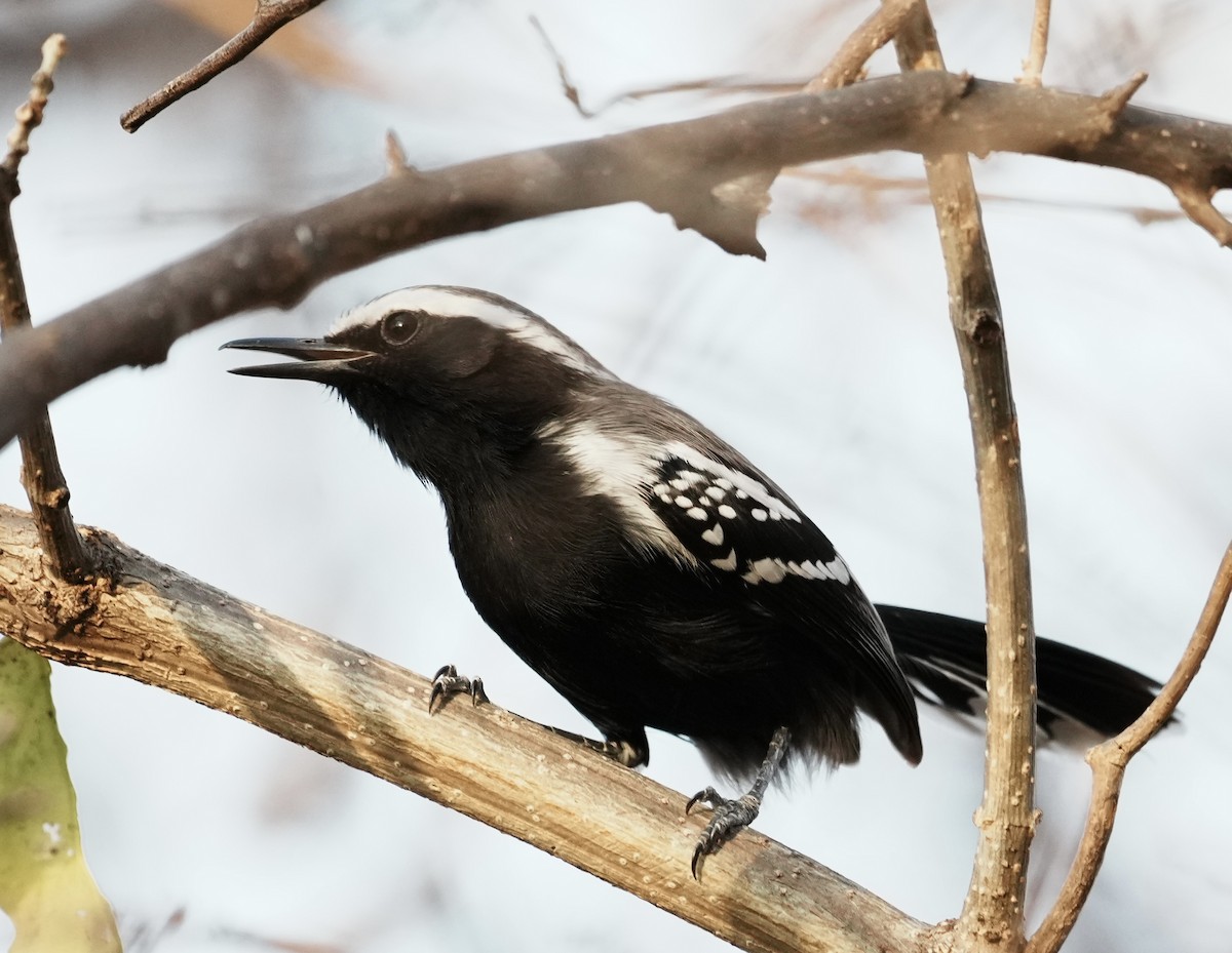 Black-bellied Antwren - ML641501310