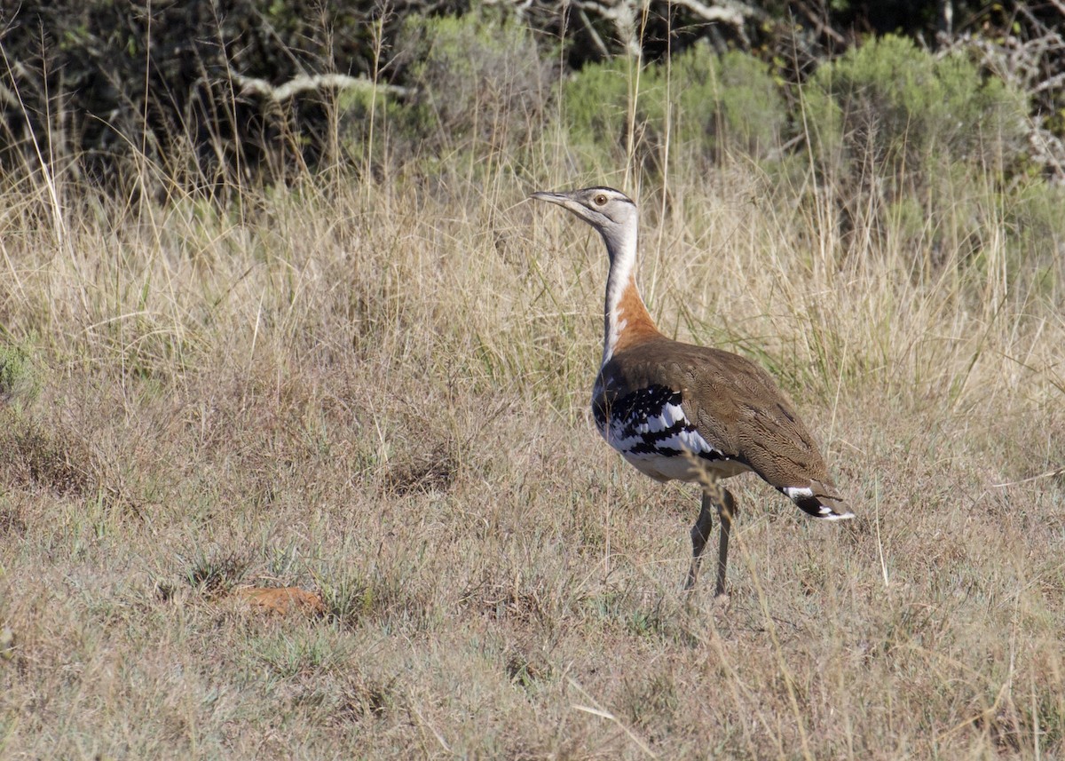 ML641501334 - Denham's Bustard (Stanley's) - Macaulay Library