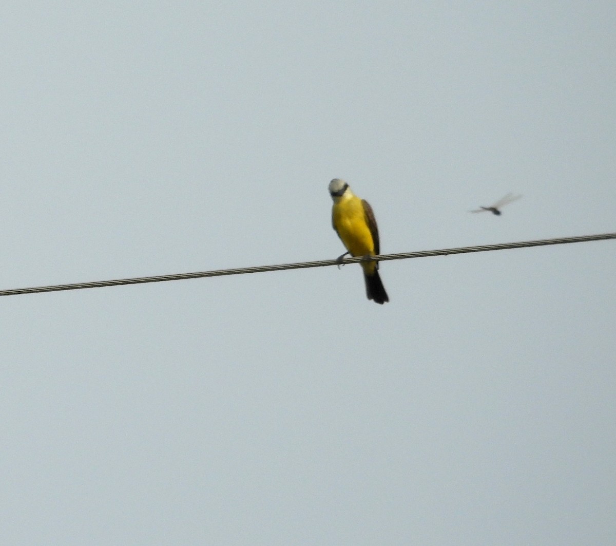 White-throated Kingbird - ML641501339