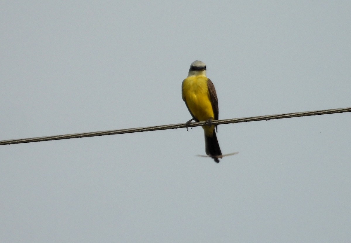 White-throated Kingbird - ML641501340