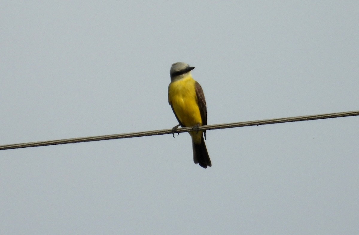 White-throated Kingbird - ML641501341