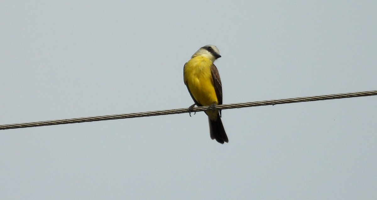 White-throated Kingbird - ML641501342