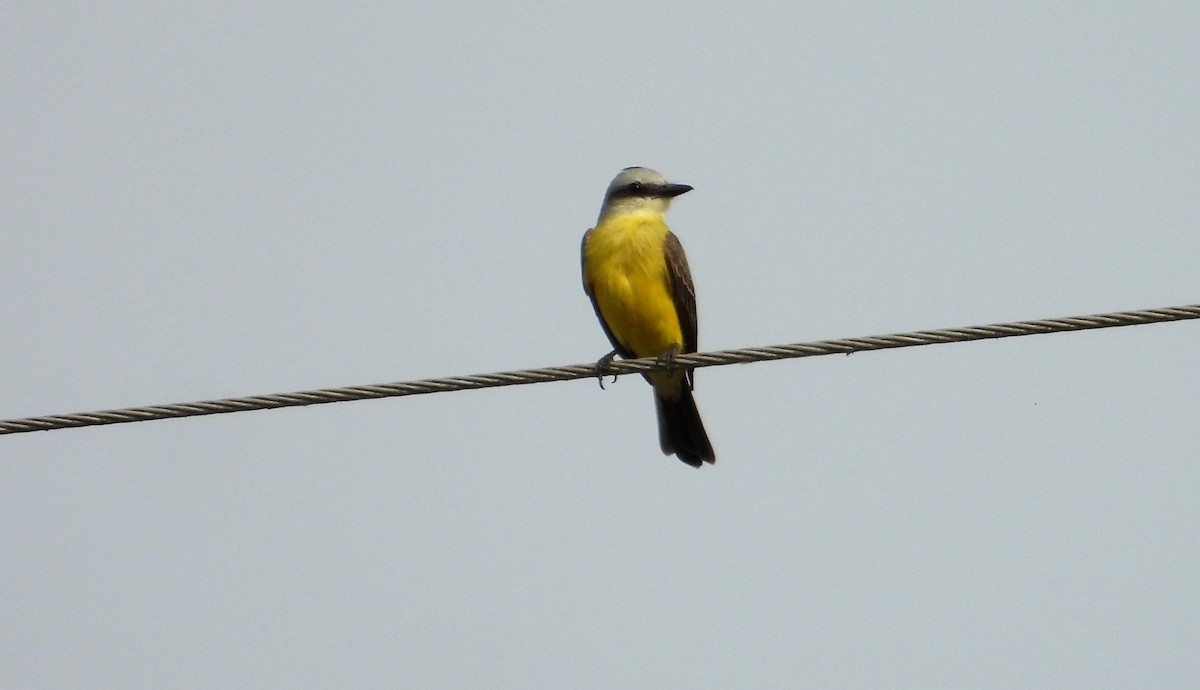 White-throated Kingbird - ML641501343