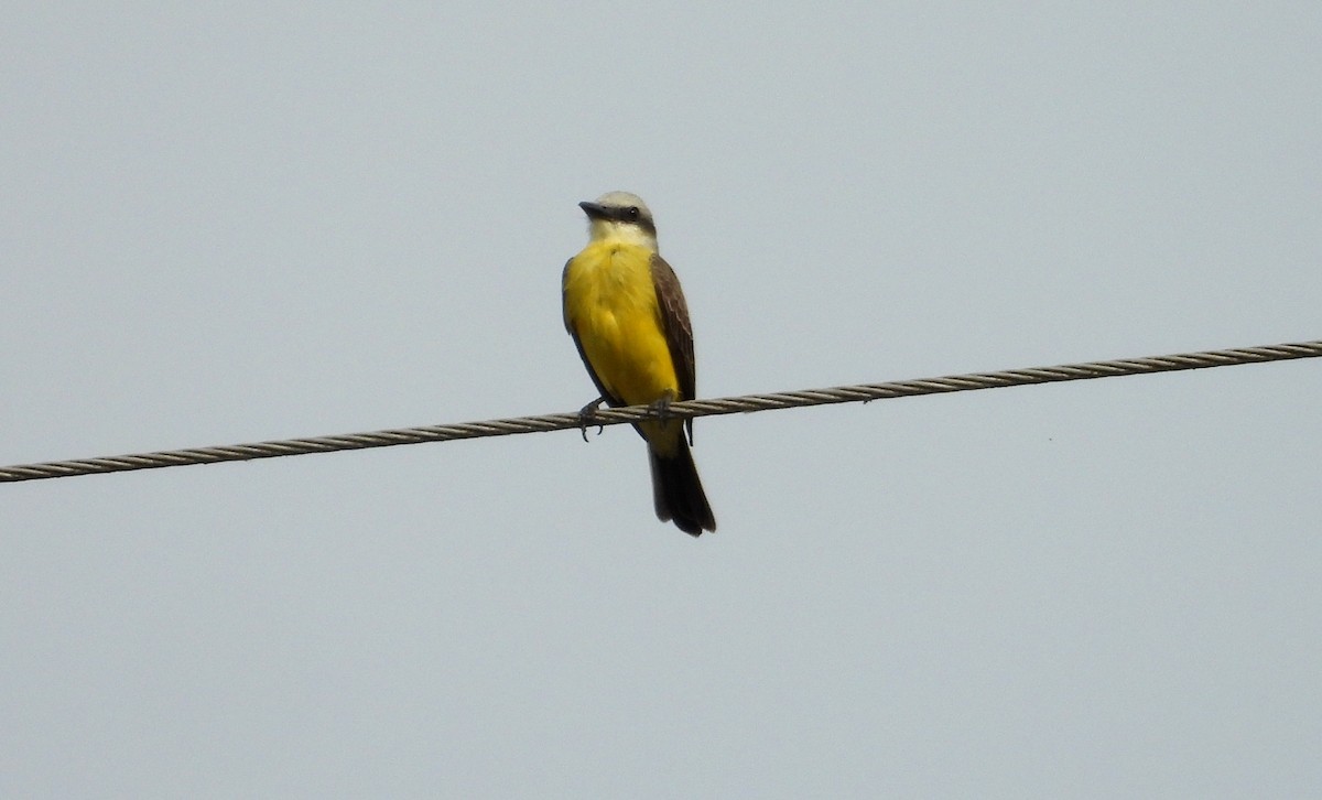 White-throated Kingbird - ML641501344