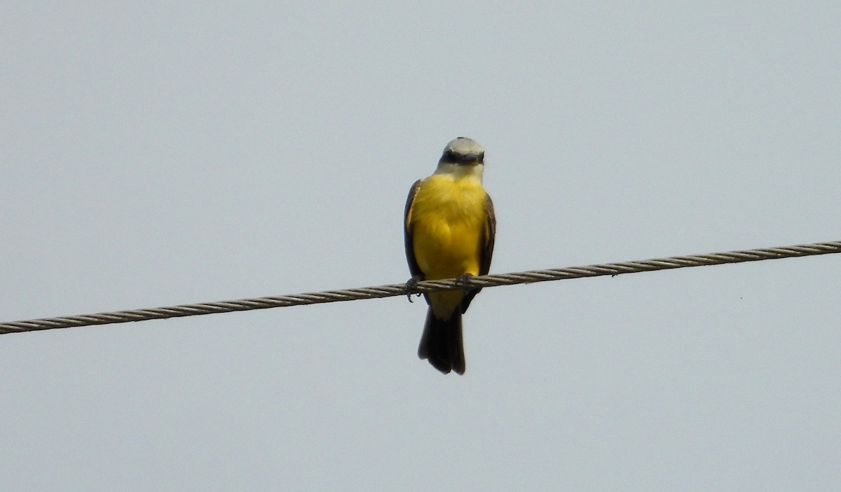 White-throated Kingbird - ML641501345