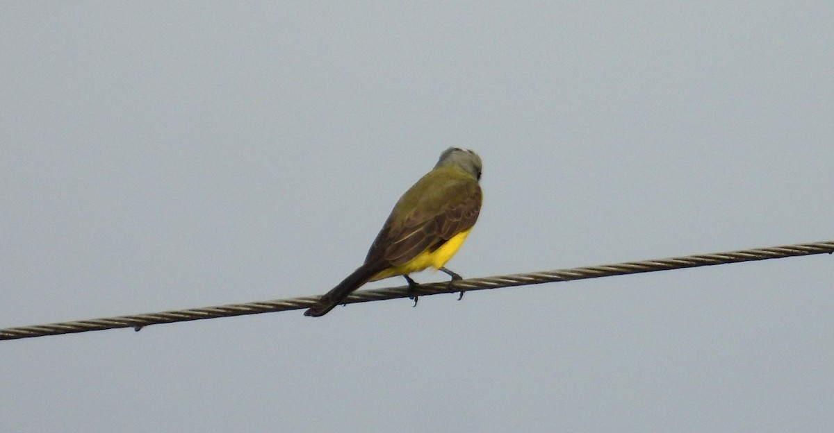 White-throated Kingbird - ML641501346