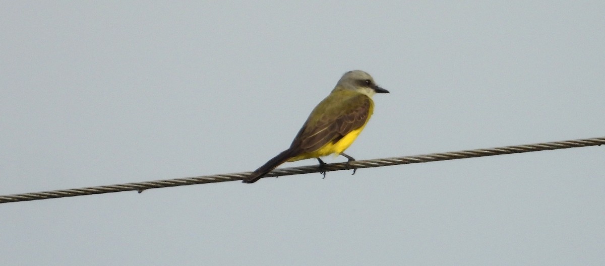 White-throated Kingbird - ML641501348