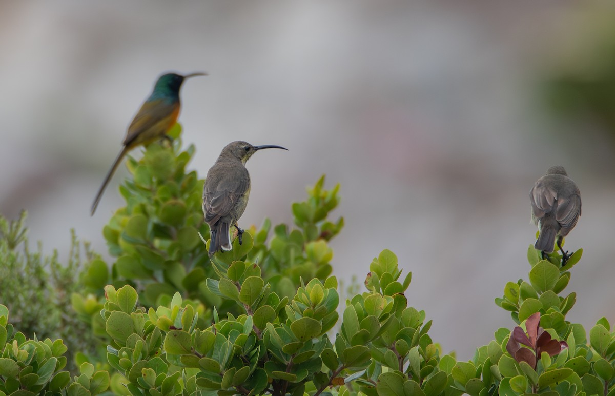 Malachite Sunbird - ML641501349