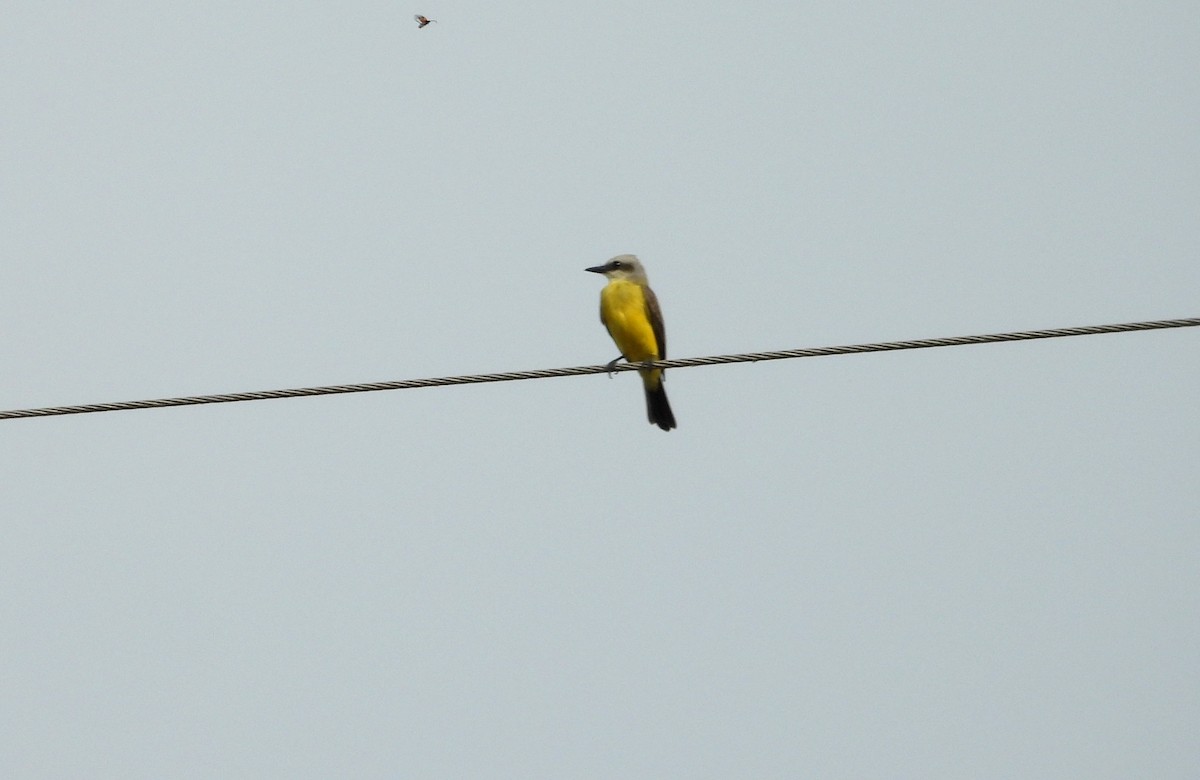 White-throated Kingbird - ML641501350