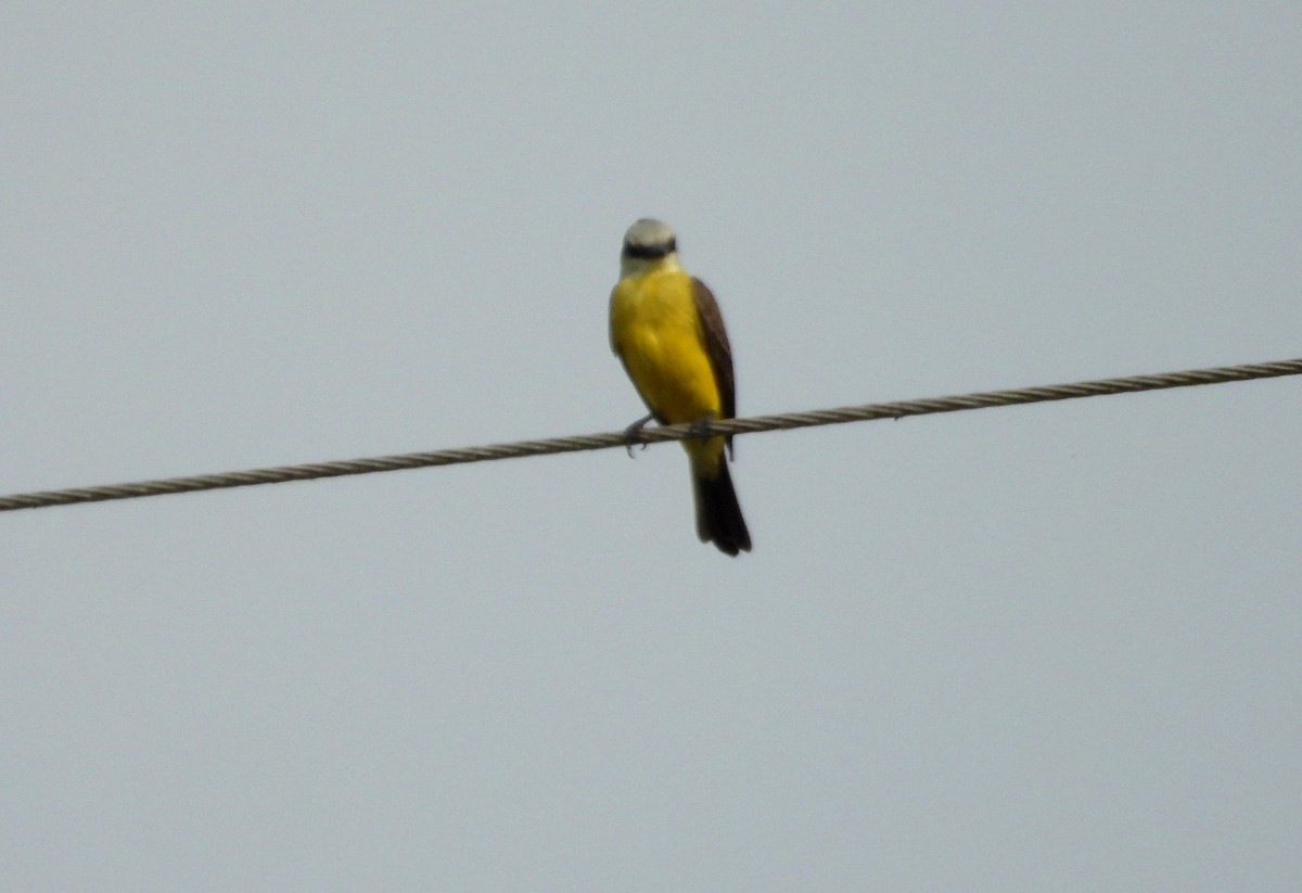 White-throated Kingbird - ML641501352