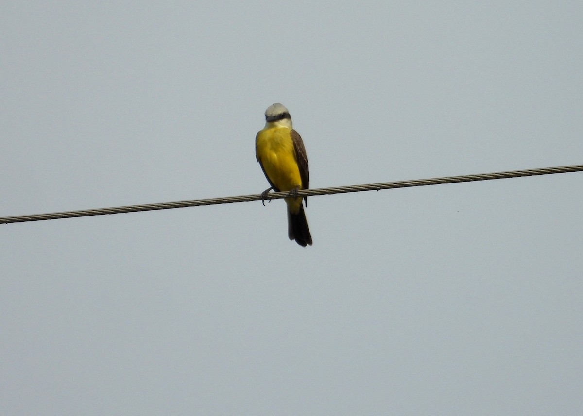 White-throated Kingbird - ML641501353