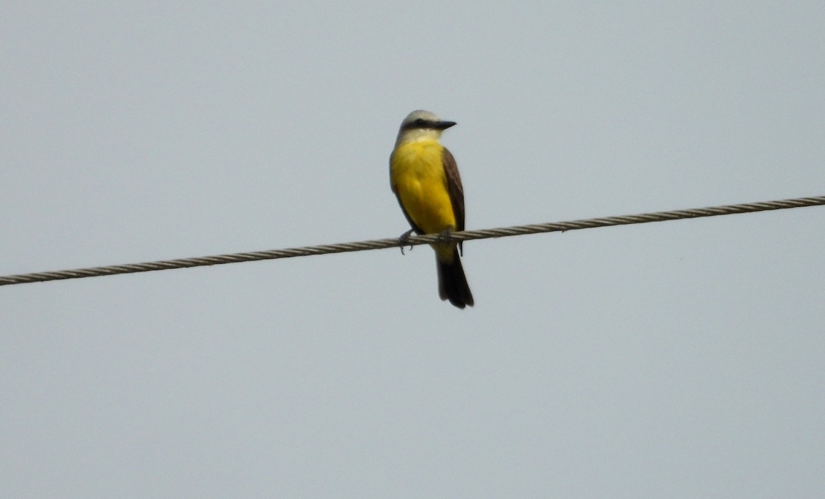 White-throated Kingbird - ML641501354