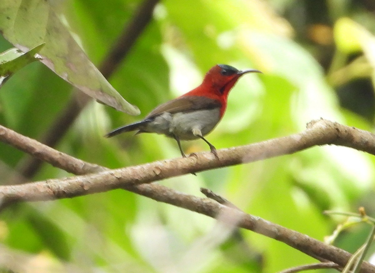 Karmesinnektarvogel - ML641501377