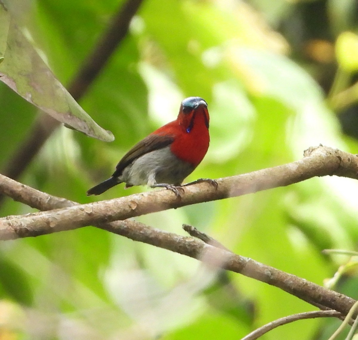 Karmesinnektarvogel - ML641501378