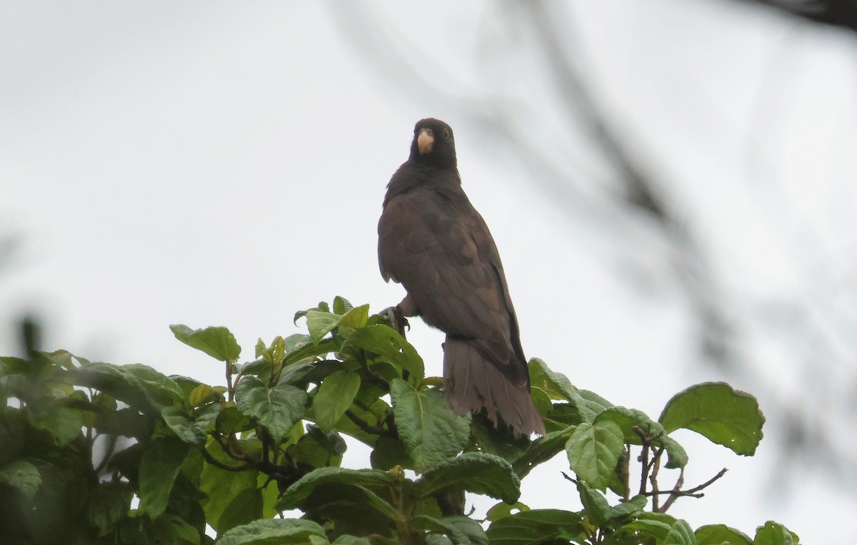 Lesser Vasa Parrot - ML641501401