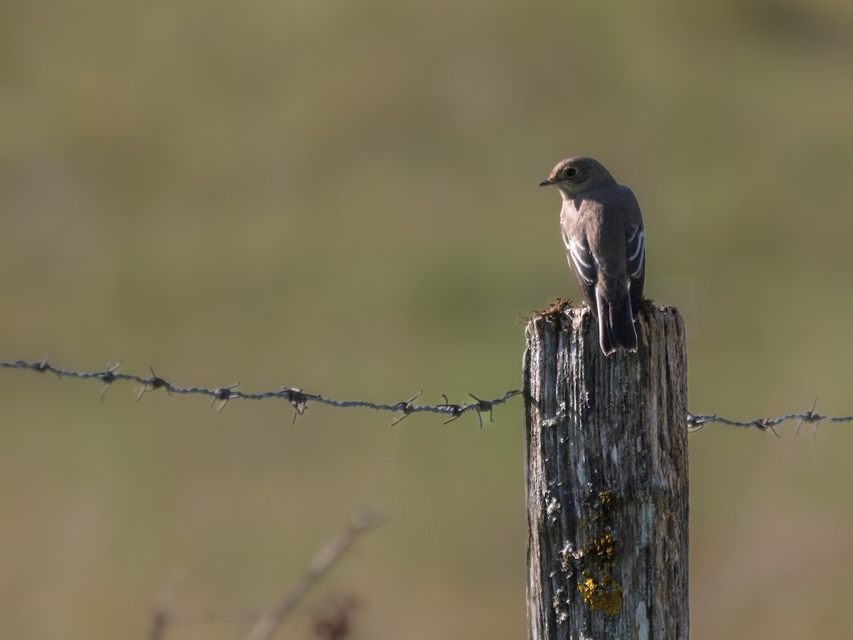 European Pied Flycatcher - ML641501403