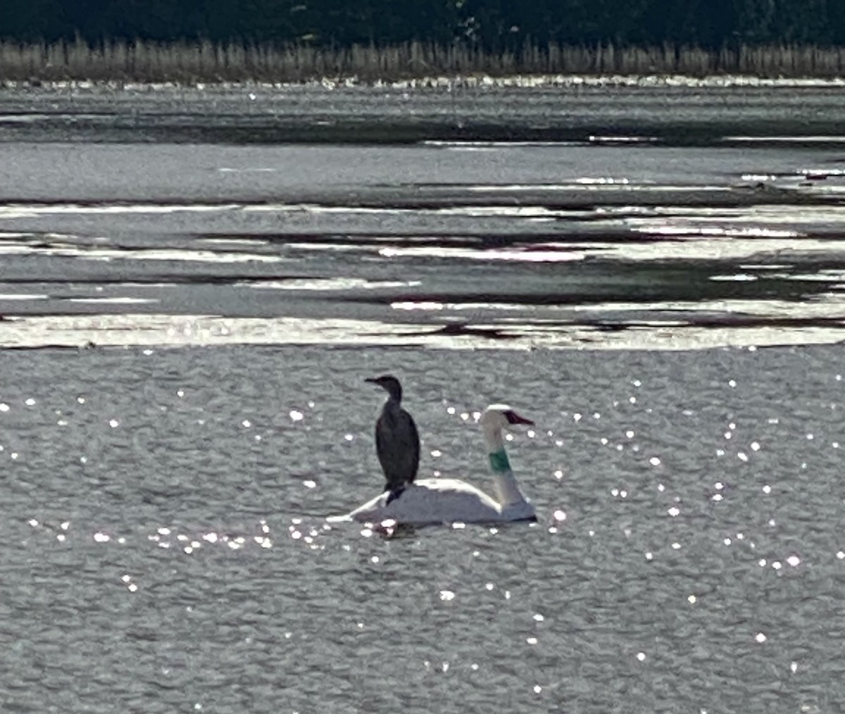 Double-crested Cormorant - ML641501430