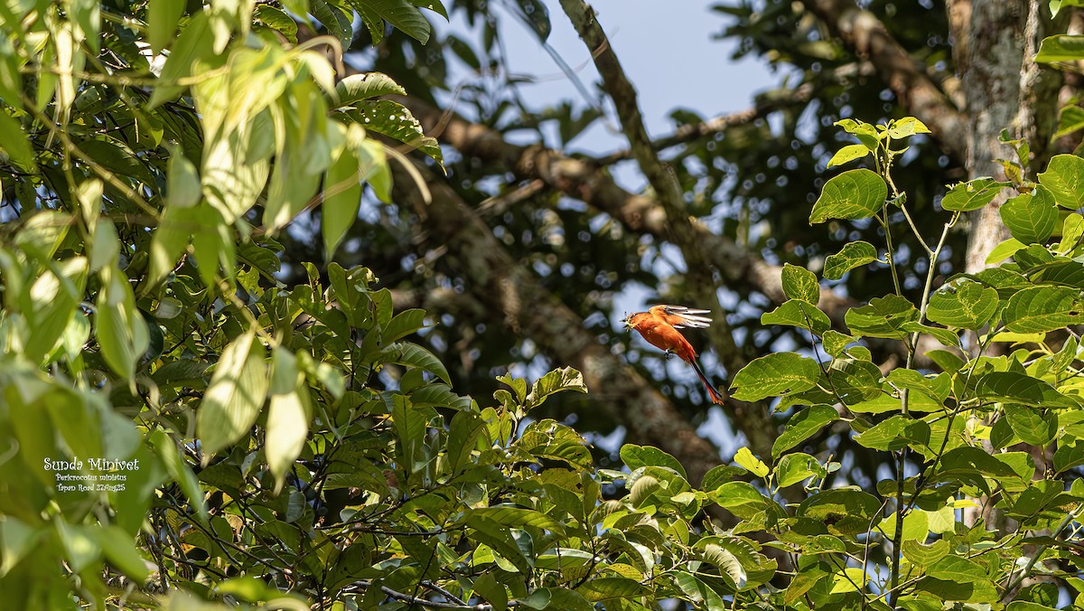 Sunda Minivet - ML641501431