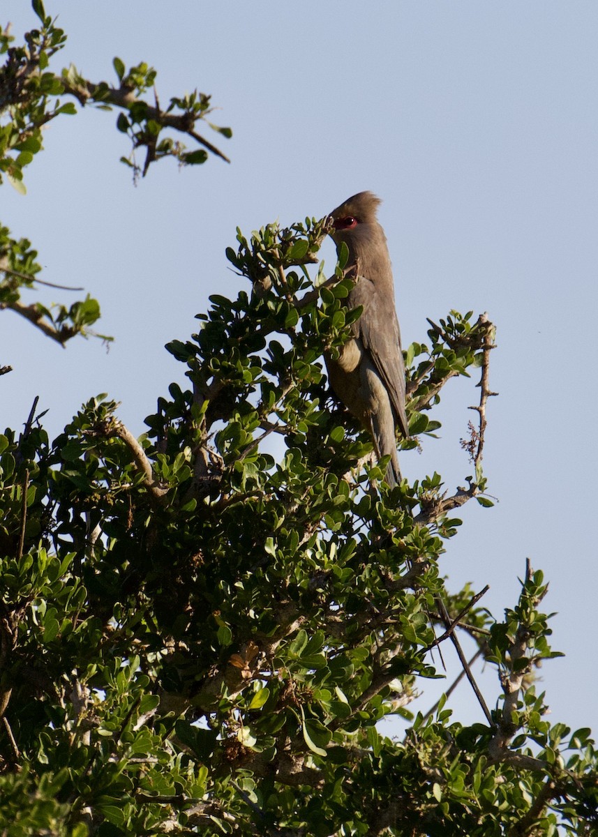 Red-faced Mousebird - ML641501441