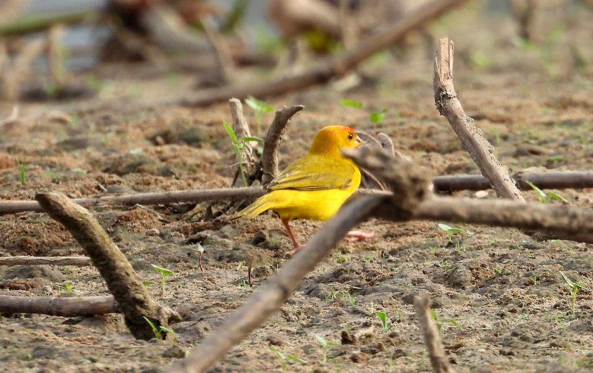 Orange-fronted Yellow-Finch - ML641501442