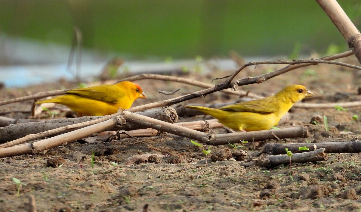 Orange-fronted Yellow-Finch - ML641501443