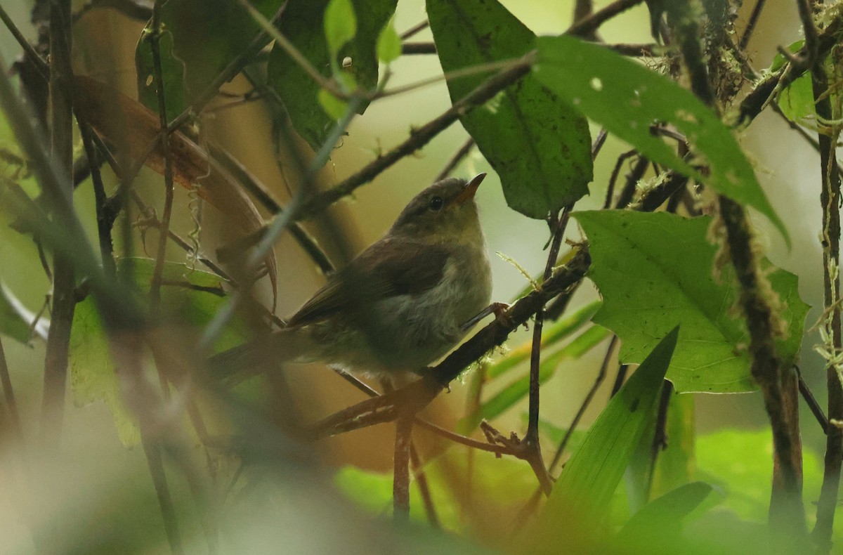 Cryptic Warbler - ML641501444