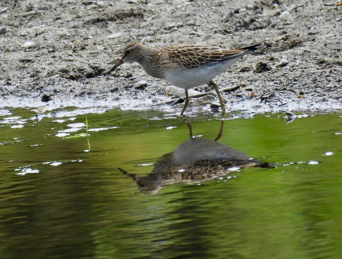Pectoral Sandpiper - ML641501493